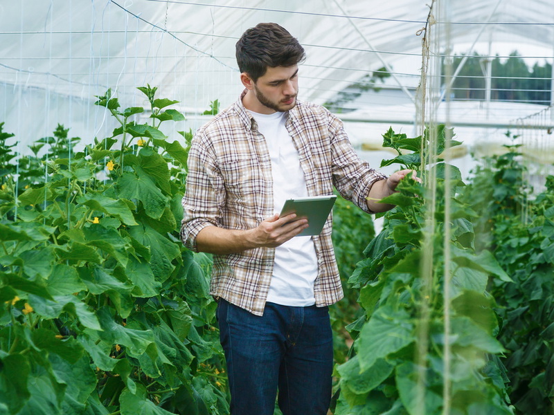 Guy with the tablet slowly inspect plants. Young agronomists monitor the harvest. Young farmers are grown and harvested organic vegetables.